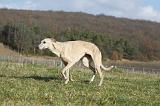 WHIPPET 323